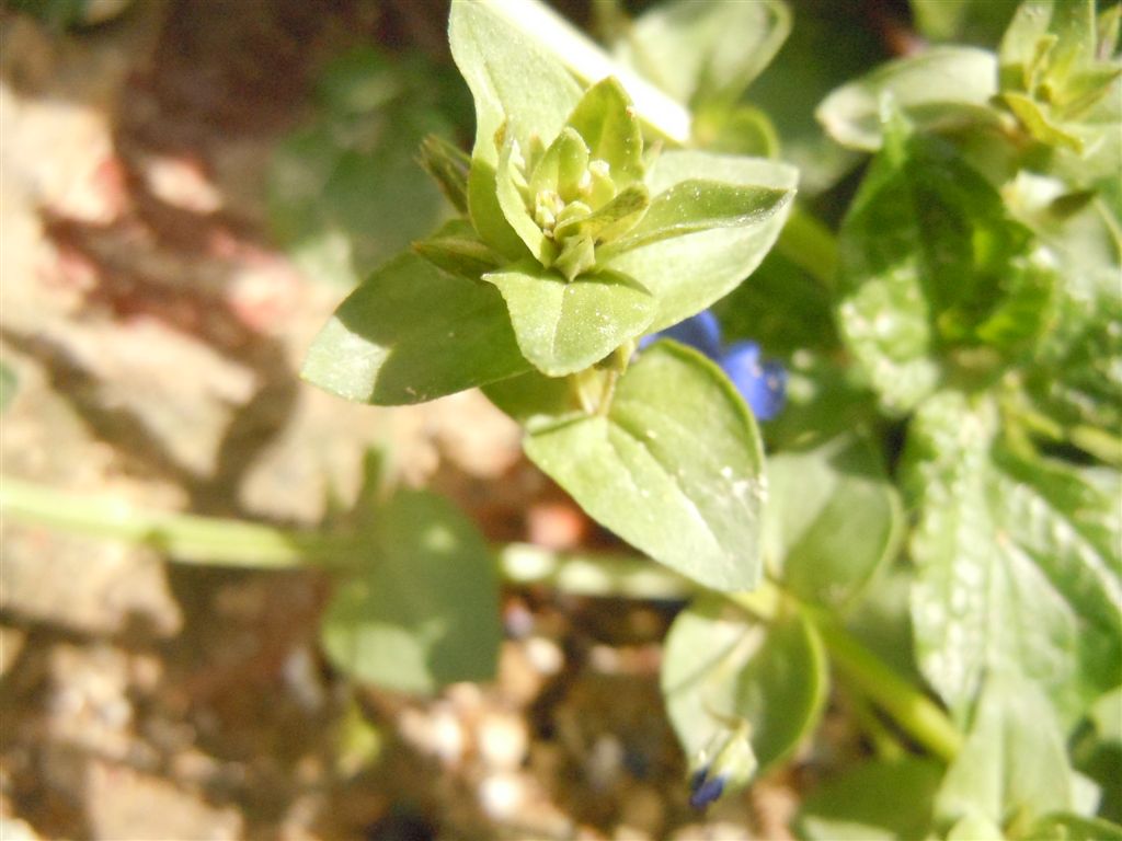 Lysimachia (=Anagallis) arvensis